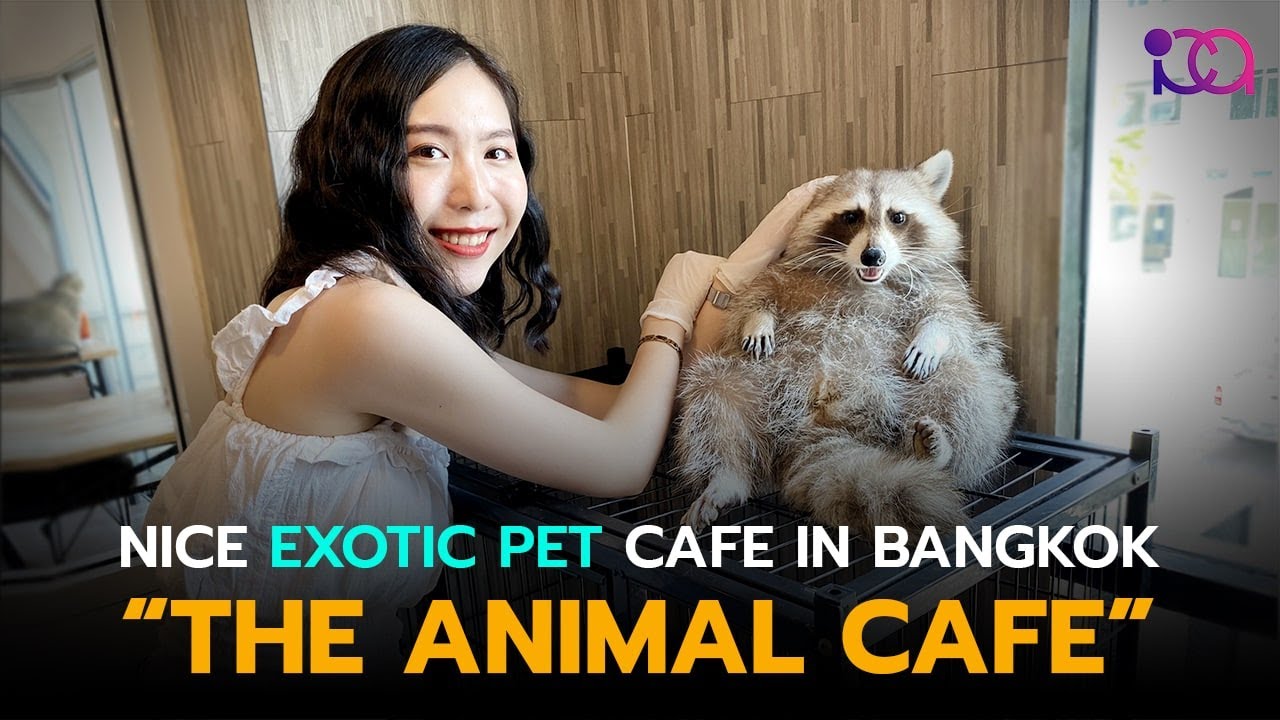 The Animal Cafe Bangkok Exotic Pet Cafe
